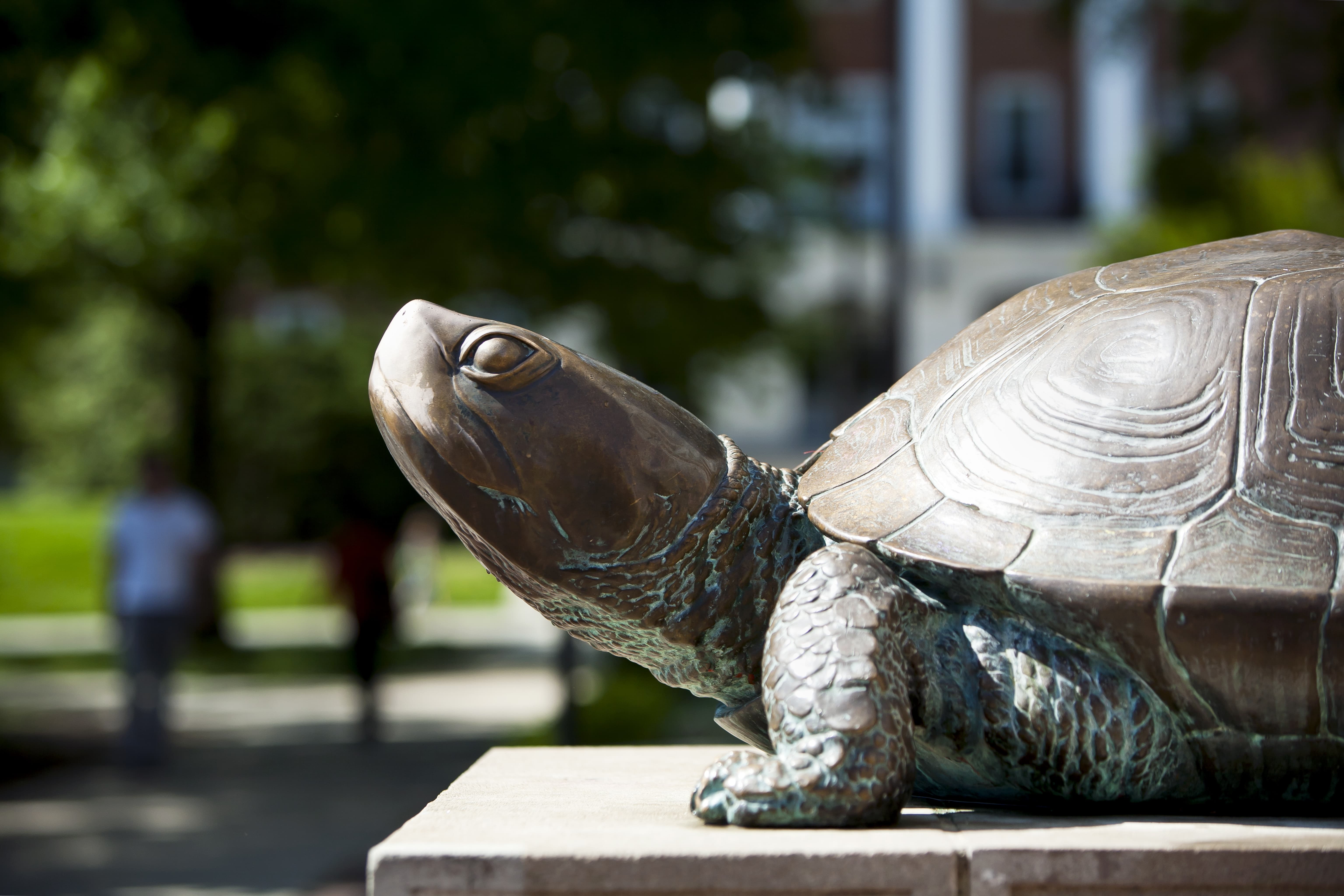 A proud and curious bronze statue of Testudo looks up as if to smell the sky light beaming on their shell and polished nose