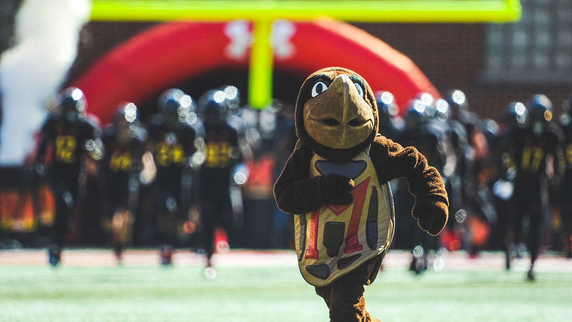 Testudo running out of the tunnel for the football game.