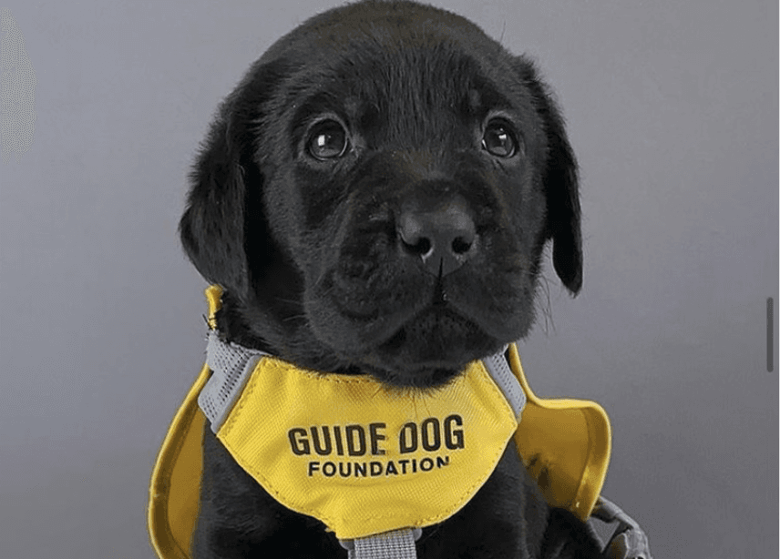 Black lab puppy with a yellow service dog vest. The vest reads Build Bog Foundation