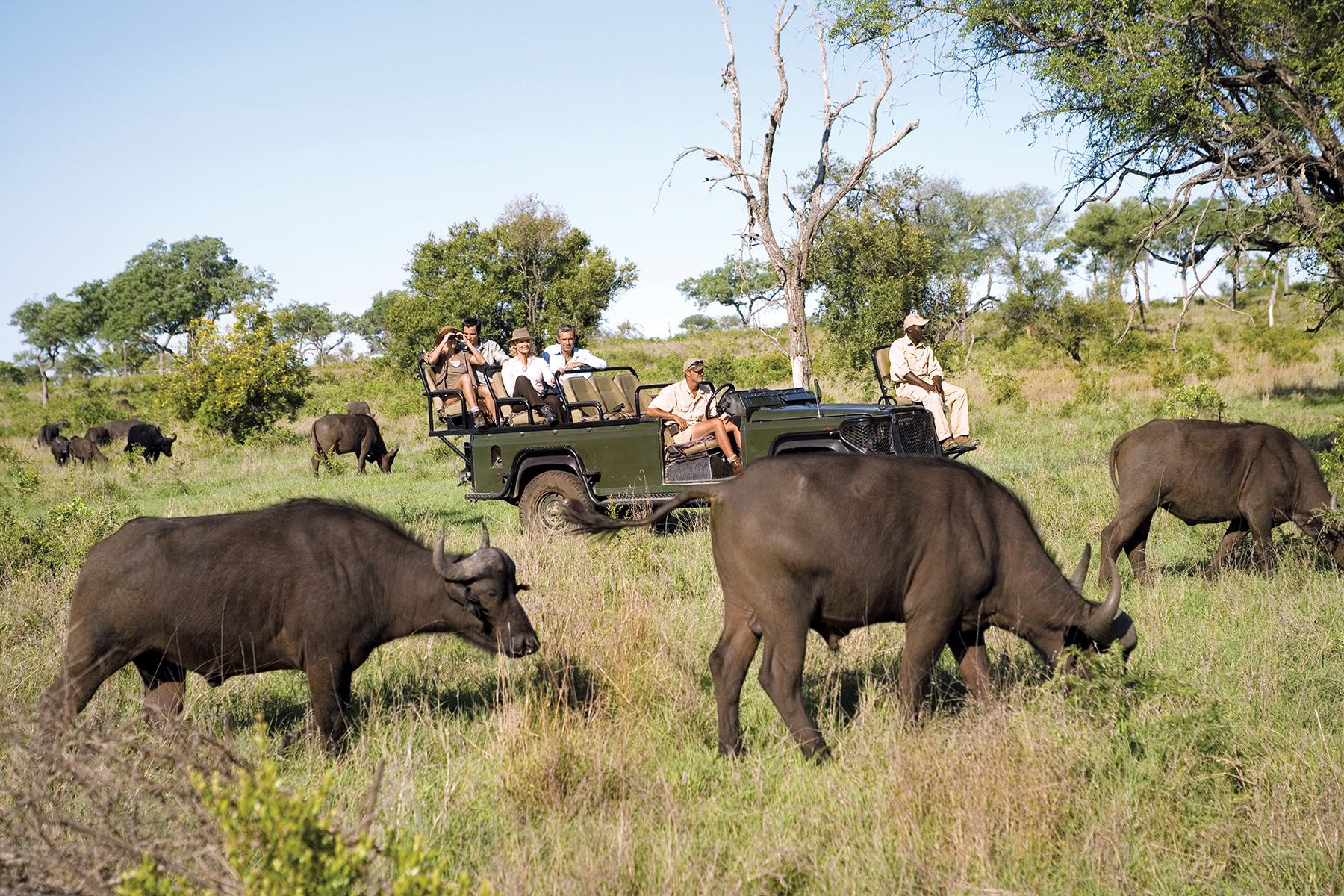 Game Drive - Southern Africa