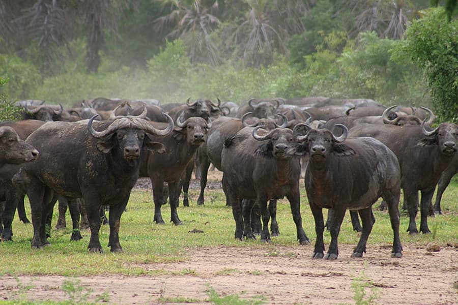 Buffalos standing in Tanzania
